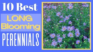 10 Longest Blooming Perennials for Your Garden 🍃🌹 [upl. by Ronel]