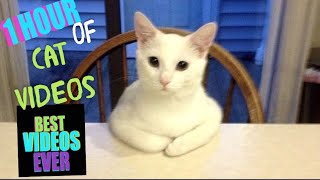 1 Hour of CAT MEMES [upl. by Anil]