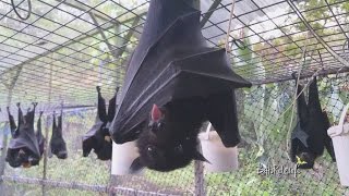 orphaned rescued in care Megabat black FlyingFox Fruit Bat [upl. by Hahseram]