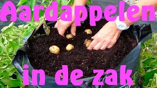 Aardappelen kweken in een zak [upl. by Verene472]