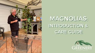 Magnolias Introduction amp Care Guide  The Greenery Garden amp Home [upl. by Havens]