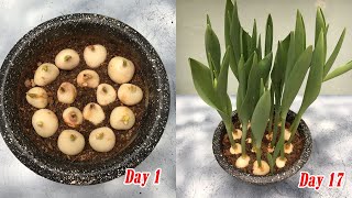 How to plant tulips in pots at home full update [upl. by Htnamas]