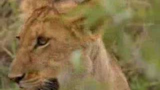 Lion cub vs buffalo herd  BBC wildlife [upl. by Evilo]