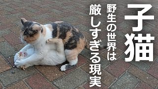 【子猫を襲う母猫】野生の世界は厳しすぎた結果… [upl. by Yand]