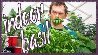 Grow Perfect Basil indoors [upl. by Akirea]