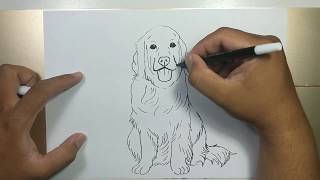 How to draw GOLDEN RETRIEVER step by step [upl. by Rimahs]