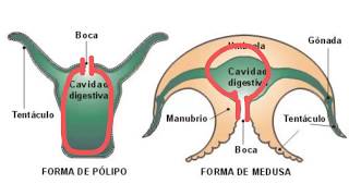 Invertebrados Poríferos y cnidarios  1ESO [upl. by Betta255]