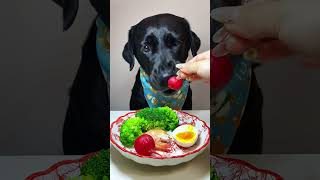 5 star meal for dogs 5 dogs shorts [upl. by Mindi]