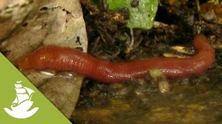 The giant red leech [upl. by Adalia]