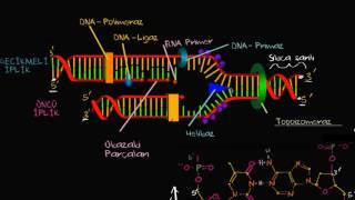 DNA Replikasyonunda Öncü ve Gecikmeli İplikler Biyoloji [upl. by Adnoryt]