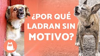 ¿Por qué los PERROS LADRAN a la NADA 🐶🗯️❗ Soluciones [upl. by Nerra]