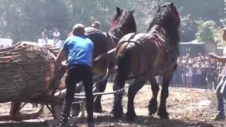 Concurs cu cai de tractiune  sectiunea perechi  Rasnov Brasov 2016 [upl. by Meek]