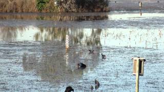 Edithvale Seaford Wetlands [upl. by Peg]