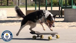 Fastest Skateboarding Dog  Guinness World Records [upl. by Netsyrc]