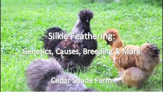 Silkie Feathering in Chickens  Genetics Causes Breeding amp More [upl. by Reamonn]