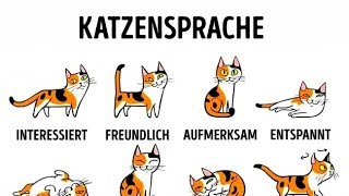 5 Wege dich mit deiner Katze anzufreunden [upl. by Yrffoeg]