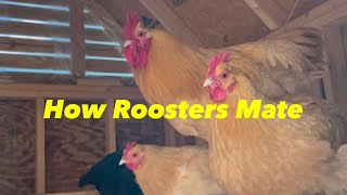 How Do Roosters Mate [upl. by Gebler]