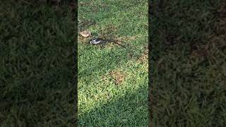 Pintailed Whydah [upl. by Raphael]