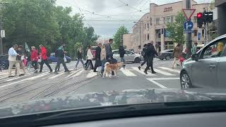 Beograd vožnja Maksima Gorkog Vračar  Kula Nebojša Kalemegdan [upl. by Asselam]