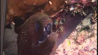 How Moray Eels Eat A Second Set of Jaws [upl. by Bandeen410]