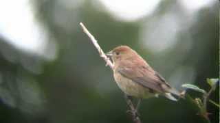 Female Indigo Bunting [upl. by Beffrey]