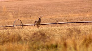 Whitetail Deer Hunting In Montana [upl. by Eikcaj]