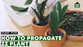 How to Propagate ZZ Plants By Stem Leaves amp Dividing  Zamioculcas Zamiifolia Soil amp Care [upl. by Tija]