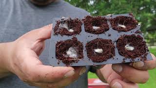 Planting Cotton seeds  Central Texas  Homestead  in the garden [upl. by Candida]