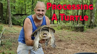 How To Process A Snapping Turtle [upl. by Ahen261]