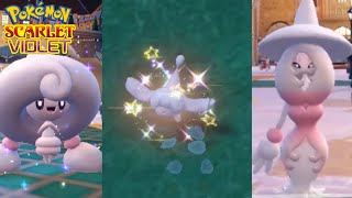 Shiny Hatenna Found Plus Hattrem And Hattrene Evolutions In Pokemon Scarlet And Violet [upl. by Acissev]