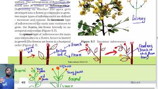 Morphology of flowering plants class 11  Inflorescence  Ncert line by line Part 3 [upl. by Hurless]