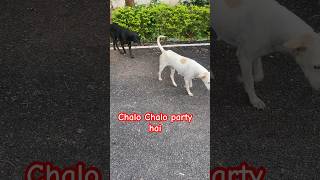 Party all time after night duty going for deep rest dog friendshipday motivational viral [upl. by Esihcoc]