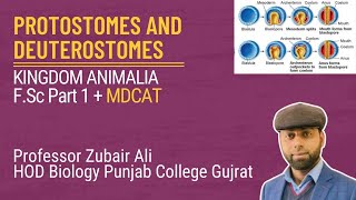 Protostomes and Deuterostomes by Zubair AliMDCATCh10 Lec3 [upl. by Aurelie]