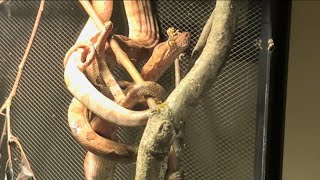 AMAZON TREE BOA FEEDING [upl. by Phyllys398]