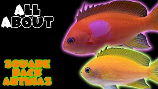 All About The Square Back Anthias or Purple Blotch Basslet or Square Anthias [upl. by Anovahs]