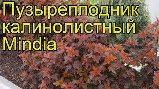 Пузыреплодник калинолистный Миндия Краткий обзор physocarpus opulifolius diable dor Mindia [upl. by Aisya]