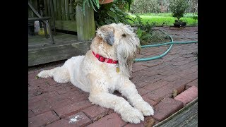 Irish Soft Coated Wheaten Terrier [upl. by Yajiv]