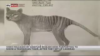 New footage of possible ThylacineTasmanian tiger  Sky News [upl. by Merna]