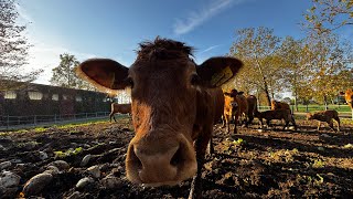 Cosa Succede Stamattina in Allevamento È Nato un Vitellino Benessere in Allevamento [upl. by Eicnan837]