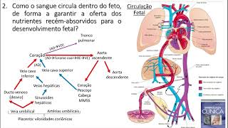 Circulação Fetal e Neonatal [upl. by Silma105]