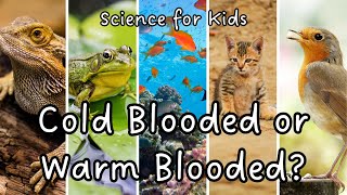 WarmBlooded vs ColdBlooded Animals Whats the Difference Animal Adaptations  Science for Kids [upl. by Netsryk393]