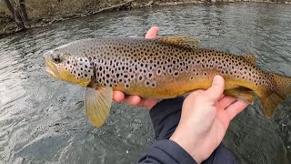 Fly Fishing the Little Juniata quot Spring is Here the River is Waking Upquot [upl. by Eceirahs]