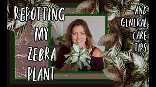 How to care for and Repot your Zebra plant Aphelandra squarrosa [upl. by Scevor]