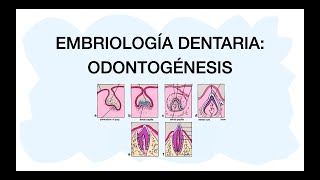 ODONTOGÉNESIS  Desarrollo dental 🦷✅ [upl. by Kalina]