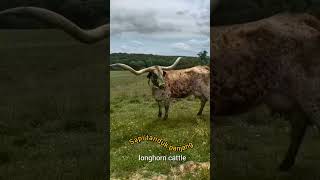 Longhorn cattle short [upl. by Beasley]