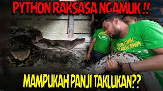 AKSI PANJI TAKLUKAN ULAR PYTHON RAKSASA PILIHARAAN WARGA KALIMANTAN [upl. by Kcirdahs825]