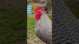 AMROCK rooster crowing  Gorgeous rooster of the barred Amrock chicken  gallinas gallo cantando [upl. by Schmitz388]