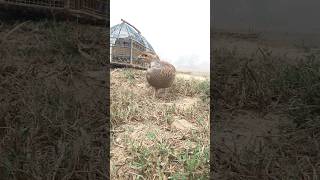 Dakhni teetar awaz pkteetarvoice egg viralvideo birds [upl. by Oicafinob]