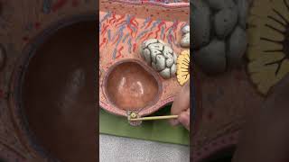 Anatomy of the Ovary amp Ovarian Follicles [upl. by Okoyik]