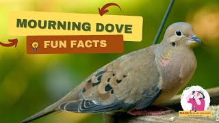 Why Mourning Doves Are More Interesting Than You Think [upl. by Fulks67]